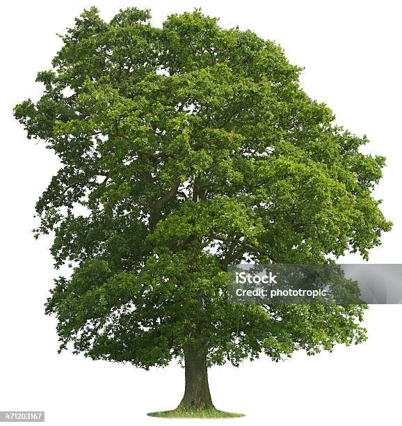 Isolierte Oak Tree Stockfoto und mehr Bilder von Eiche - Eiche, Freisteller – Neutraler Hintergrund, Baum