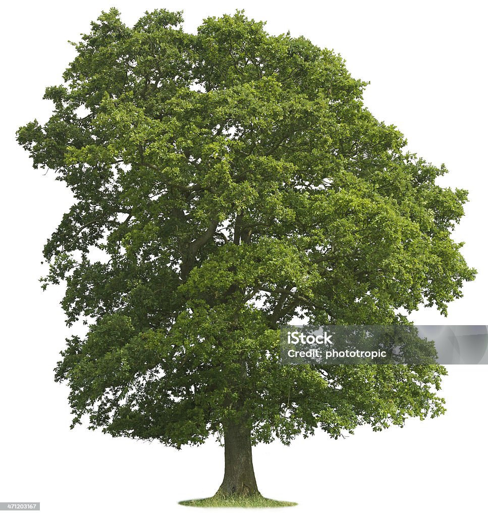 Aislado Oak Tree - Foto de stock de Roble - Árbol libre de derechos