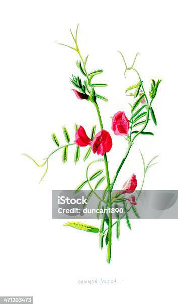 공통접지 Vetchvicia Sativa 0명에 대한 스톡 벡터 아트 및 기타 이미지 - 0명, 꽃 나무, 꽃-꽃의 구조