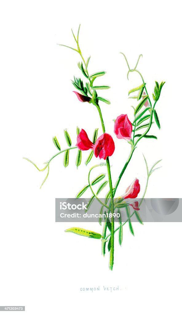 Общие Vetch-Sativa Vicia - Стоковые иллюстрации Атрибут растения роялти-фри