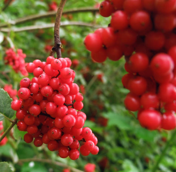 red berries closeup showing some clusters of red berries in blurry back vermehrung stock pictures, royalty-free photos & images