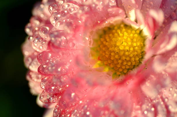 istock extreme closeup of beautiful daisy on meadow 471204550
