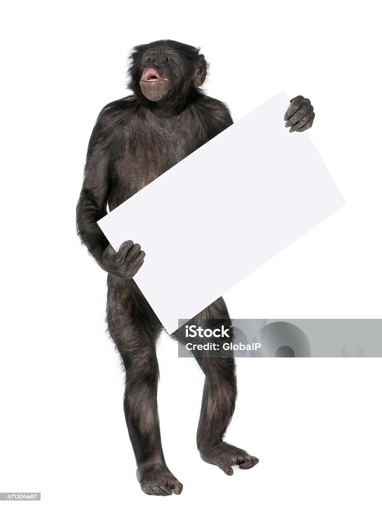 protesting monkey protesting monkey in front of a white background. Chimpanzee Stock Photo