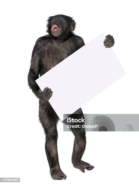 Protesting Monkey Stock Photo - Download Image Now - Chimpanzee, Cut Out, Animal