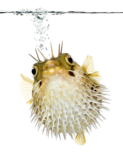 Long-spine porcupinefish swimming under the waterline Long-spine porcupinefish swimming under the waterline in front of a white background. balloonfish stock pictures, royalty-free photos & images