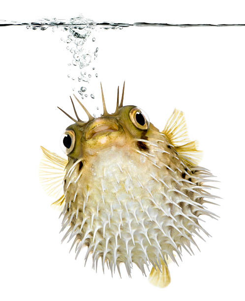 long-espinha porcupinefish nadar debaixo da linha de flutuação - porcupinefish imagens e fotografias de stock