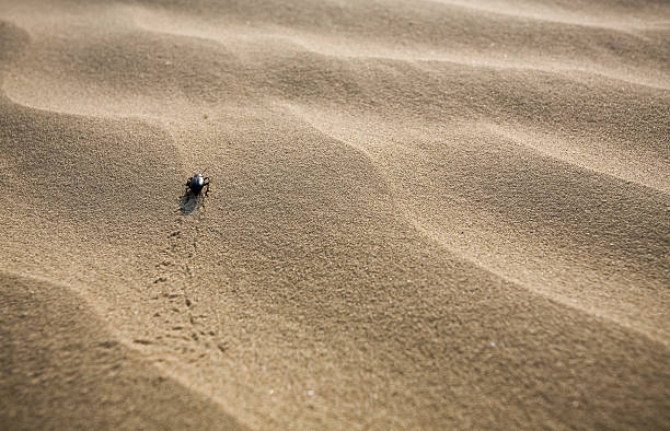 Beetle Walking Along Sand Dune stock photo