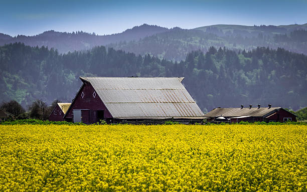 istock Farm Surrounded with Mustard Flowers 471205216