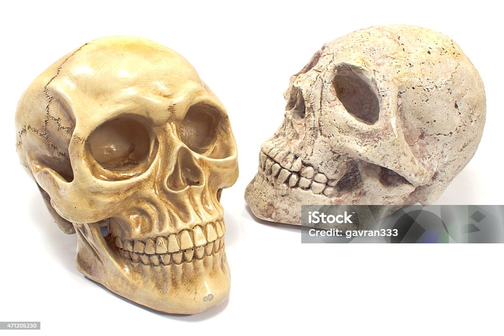 Two human skulls isolated on white 2015 Stock Photo