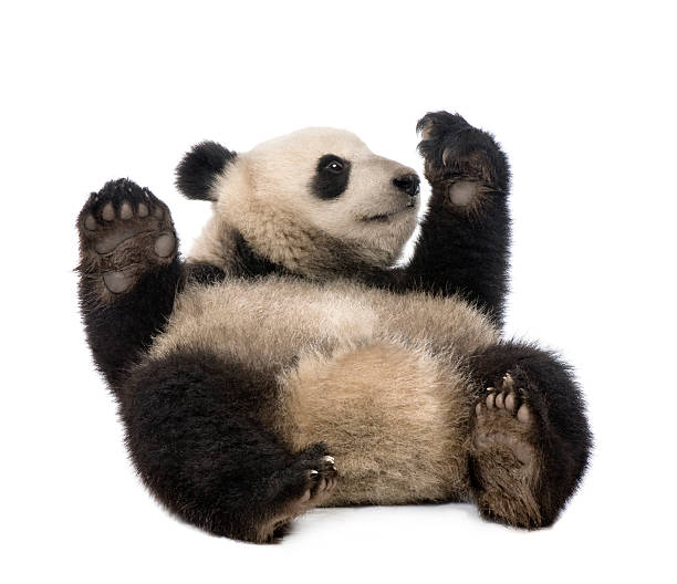 istock Giant Panda (18 months) - Ailuropoda melanoleuca 471205277