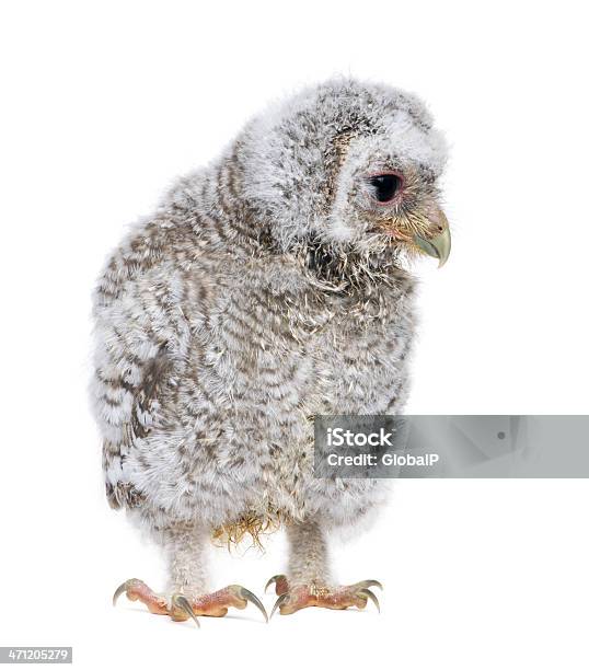 Owlet Athene Noctua 4 Semanas De Edad Foto de stock y más banco de imágenes de Fondo blanco - Fondo blanco, Polluelo del búho, Ala de animal