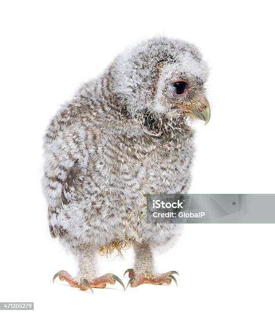 Owlet Athene Noctua 4 Semanas - Fotografias de stock e mais imagens de Coruja Pequena - Coruja Pequena, Fundo Branco, Animal