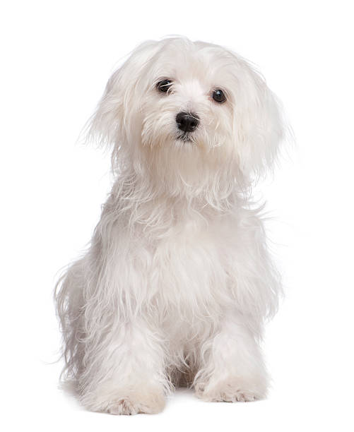 maltese dog puppy (7 months old) maltese dog puppy (7 months old) in front of a white background. maltese dog stock pictures, royalty-free photos & images