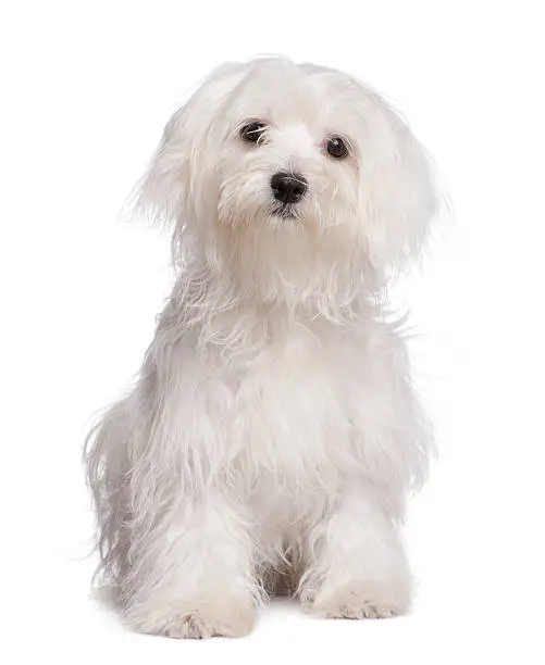 maltese dog puppy (7 months old) in front of a white background.