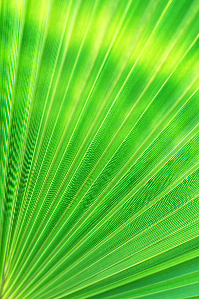 istock Green texture of palm leaf. Space for your text. 471206676