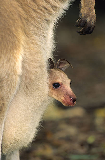 istock Baby (Joey) Kangaroo in Mother's Pouch 471207187
