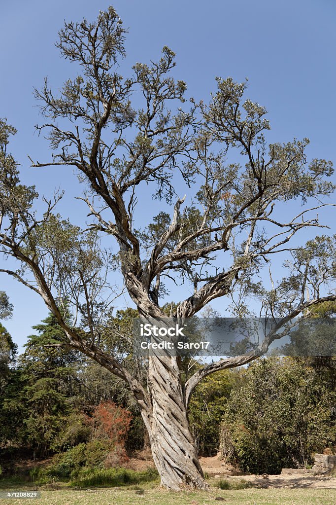 Twisted albero - Foto stock royalty-free di Africa