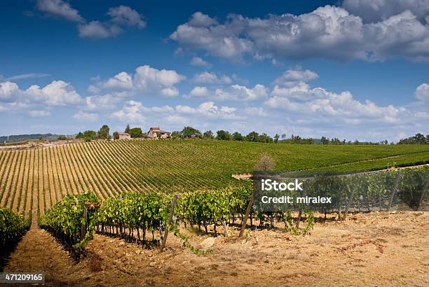 Foto de Paisagem Toscana Na Região De Chianti Com Vinhedos e mais fotos de stock de Ajardinado