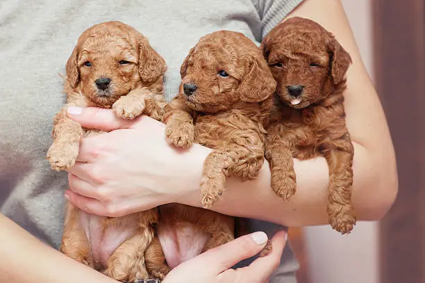 Toy-poodle puppies