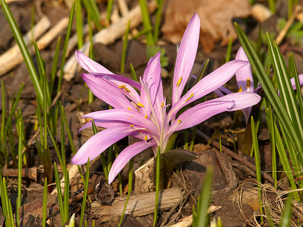 violeta croco - single flower flower crocus bud imagens e fotografias de stock