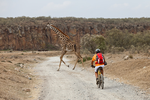 A Masai Giraffe (G. c. tippelskirchi) is crossing the way of a mountainbiker at Hell´s Gate NP, Kenya.