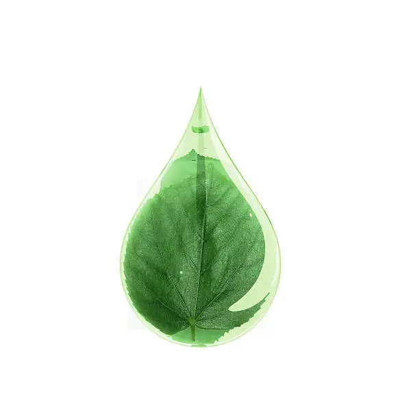 Green leaf in a drop of water.