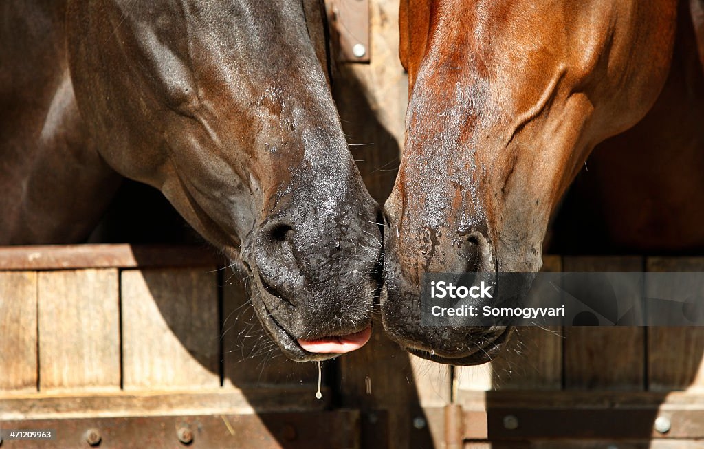 Horsetalk - Foto stock royalty-free di Cavallo - Equino