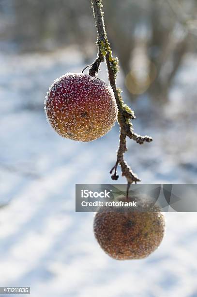 Manzano En Invierno Foto de stock y más banco de imágenes de Cristal de hielo - Cristal de hielo, Enero, Escarcha