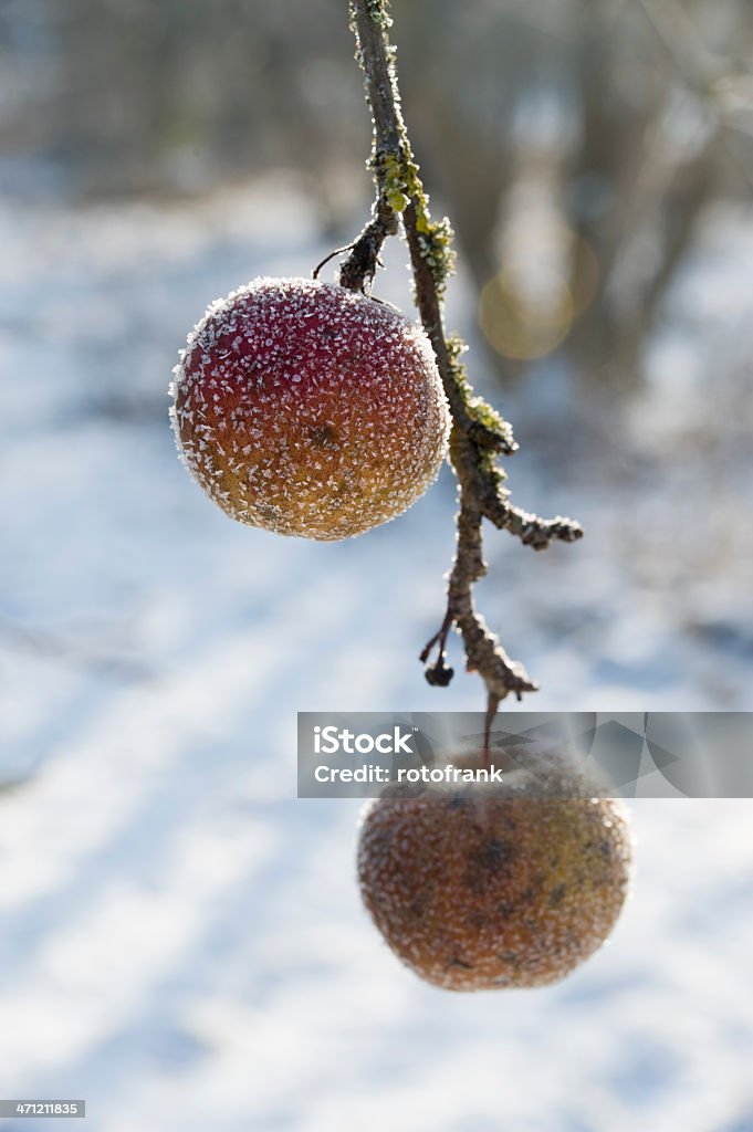 Maçã árvore no inverno - Foto de stock de Cristal de Gelo royalty-free