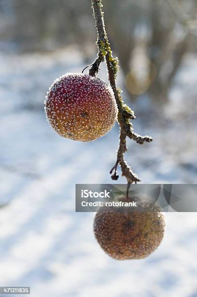 Яблоня В Зимнее Время — стоковые фотографии и другие картинки Без людей - Без людей, Вертикальный, Дерево