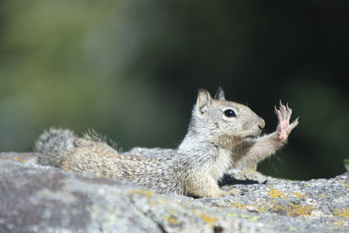 A California Ground Squirrel stretching as if to say, \