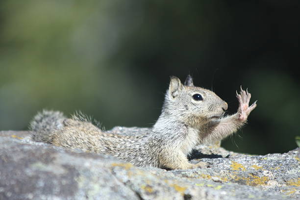 Give Me Five A California Ground Squirrel stretching as if to say, "Give Me Five". california ground squirrel otospermophilus beecheyi stock pictures, royalty-free photos & images