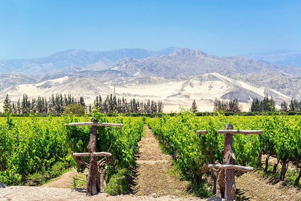 Lush Pisco Vineyard in Peru stock photo