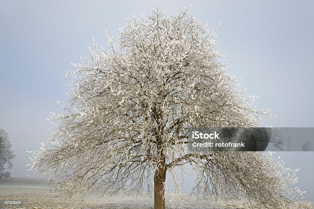 Hoar frost - Royalty-free Ao Ar Livre Foto de stock