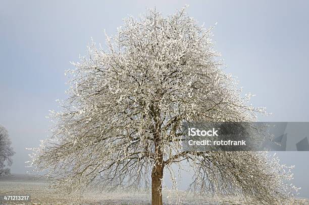 Hoar Frost - Fotografias de stock e mais imagens de Ao Ar Livre - Ao Ar Livre, Estação do ano, Flora