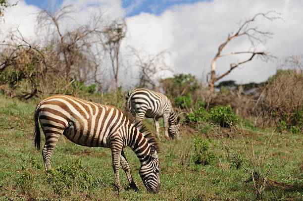 istock Zebras in the wild 471213294