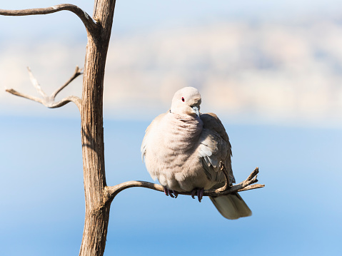 Eurasian collared dove in Nice, France