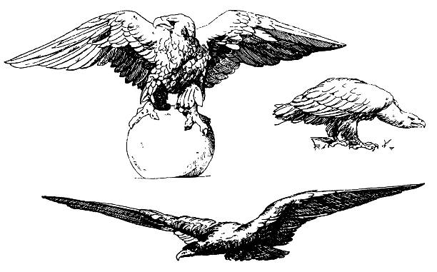 set of eagles - eagles stock illustrations