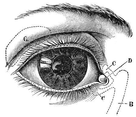 Human eye anatomy. Inner structure. 3d illustration