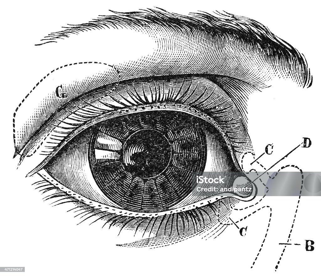 Eye Engraving of "The eyelashes and tear glands" published in "Fourteen Weeks in Human Physiology" by J. Dorman Steele in 1872. The engraving is now in the public domain.  Eye Stock Photo