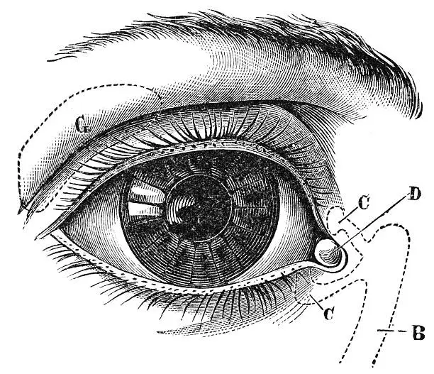 Engraving of "The eyelashes and tear glands" published in "Fourteen Weeks in Human Physiology" by J. Dorman Steele in 1872. The engraving is now in the public domain. 