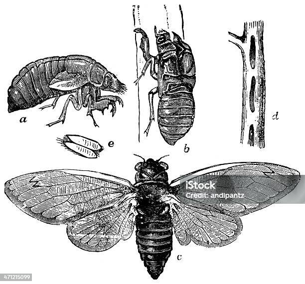 Diecisiete Año Locust Foto de stock y más banco de imágenes de Parásito - Parásito, Viejo, 1880-1889