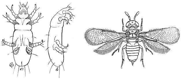 Engraving of a mite (left), Tyroglyphus and a small four-winged parasite (right) named Aphelinus mytilaspidis published in \