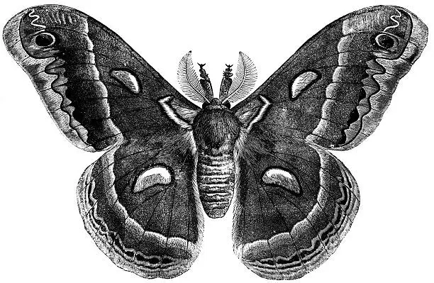 Photo of Emperor Moth