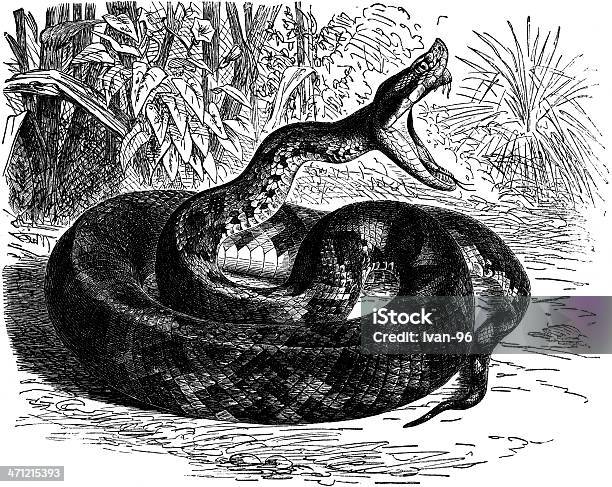 살무사류 방울뱀에 대한 스톡 벡터 아트 및 기타 이미지 - 방울뱀, 새긴 이미지, 고풍스런