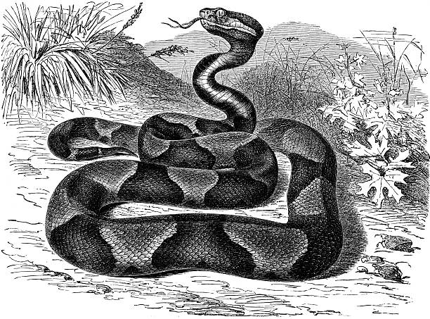 Copperhead Copperhead or moccasin Snake southern copperhead stock illustrations