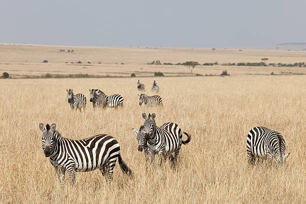 istock Zebras at Masai Mara, Kenya 471215469