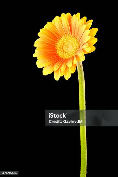 Gelb Orange Gerbera Schwarzem Hintergrund Stockfoto und mehr Bilder von Blume - Blume, Blüte, Blütenblatt