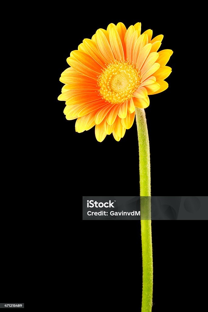 Giallo Gerbera Arancio sfondo nero - Foto stock royalty-free di Arancione