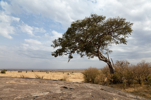An old acacia tree near a boulder somewhere at Masai Mara, Kenya.